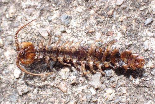 Lithobius forficatus